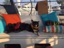 What do the dogs do while we are sailing?: same thing they do at home, lay around and sleep